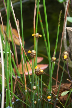a picture of beautiful plants and garden