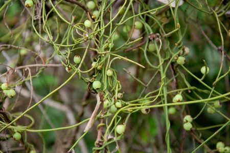 a picture of beautiful plants and garden