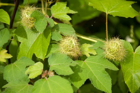 a picture of beautiful plants and garden