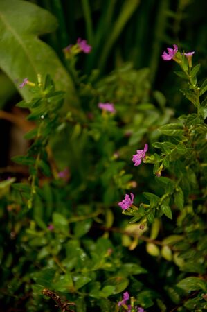 a picture of beautiful forget me not flower blossomの写真素材