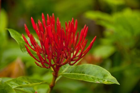 a picture of beautiful red flower blossom