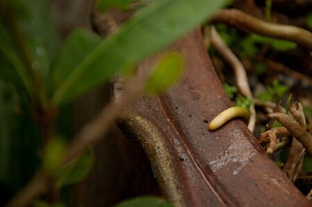 a picture of beautiful plants and garden