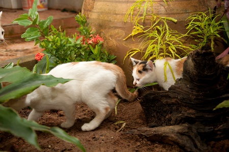 a picture of beautiful little catの写真素材