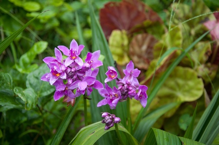 purple Spathoglottis orchid flowerの写真素材