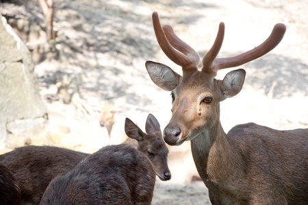 rusa deer