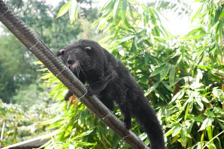 binturong (Bear-cat)の写真素材