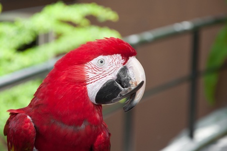 Scarlet Macawsの写真素材
