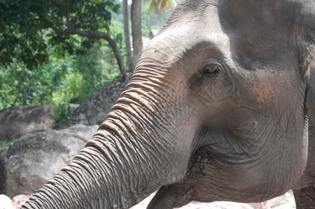 Asian Elephant (Elephas maximus)