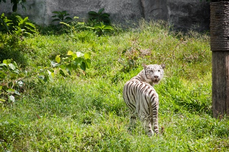 White Tigerの写真素材
