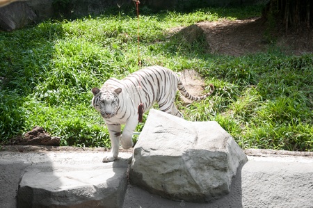 White Tiger
