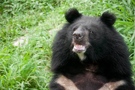 asiatic black bear (selenarctos thibetanus)
