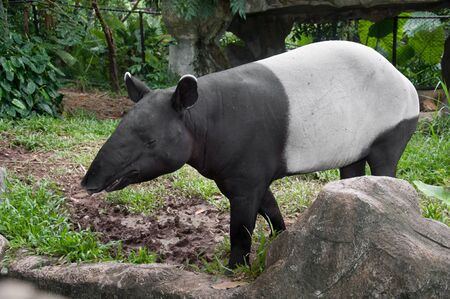 malayan tapir (tapirus indicus)の写真素材
