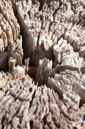 tree stump texture background