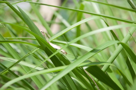 brown gecko reptile on treeの写真素材