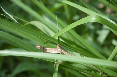 brown gecko reptile on treeの写真素材