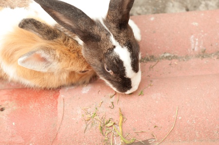 rabbits eating foodの写真素材