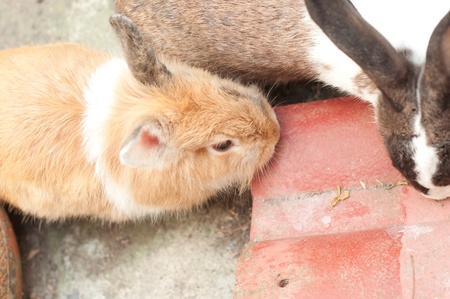 rabbits eating foodの写真素材