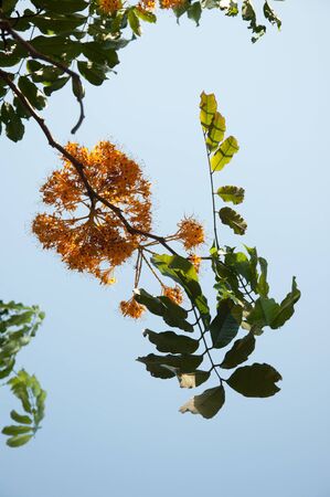 yellow flower on treeの写真素材
