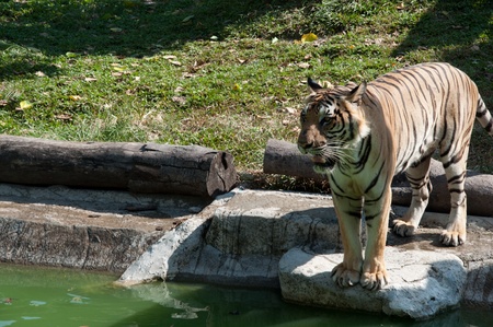 Sumatran Tigerの写真素材