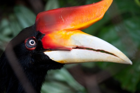 Great Hornbill (Buceros bicornis)の写真素材