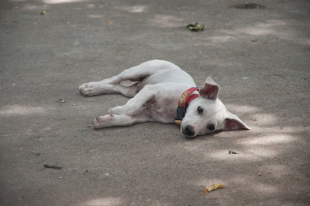 little white dog lay down on the groundの写真素材