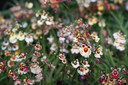 Tolumnia fancy flowerの写真素材