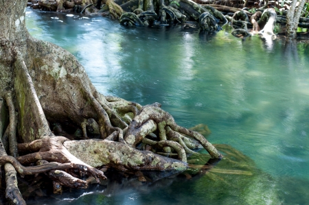 natural tree roots at Tapom two water canal in krabi, thailandの写真素材