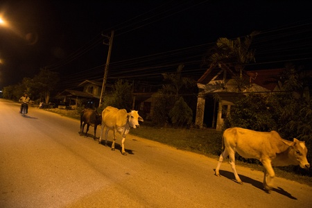 YALA, THAILAND - AUGUST 17: Cow walking on street during night in Yala, Thailand - Yala is southmost province in Thailand on Aug 17, 2013 A.Muang Yala, Thailandのeditorial素材