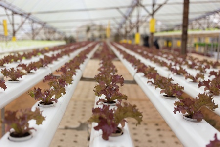 Hydroponics vegetable in Green Houseの写真素材