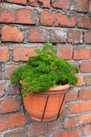 green plant pot on brick wall - garden decorationの写真素材