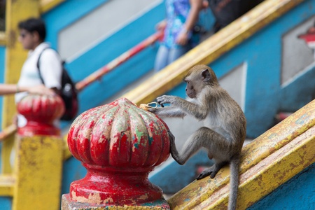 young Cynomolgus Monkey at Batu Caves, Malaysiaの写真素材