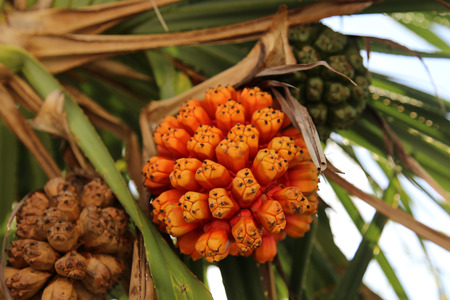 Screw Pine (Pandanus tectorius or Pandanus odoratissimus)の写真素材