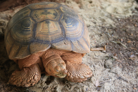 Sulcata are the third largest tortoise species in the worldの写真素材