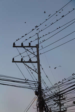 Many Birds on Electric Wire and communication wireの写真素材