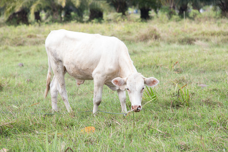 Female White Cow eat grass in natureの写真素材