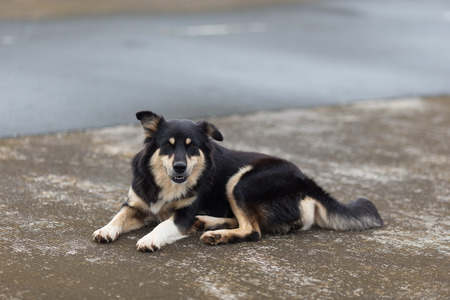 domestic dog sitting on groundの写真素材