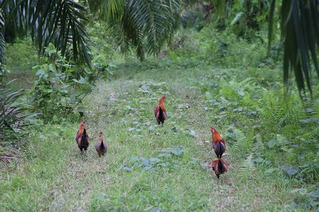 Chicken in Nature grass and treeの写真素材