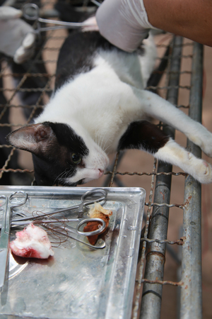 Cat have birth control - sterilizeの写真素材