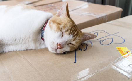 Sleeping Catの写真素材
