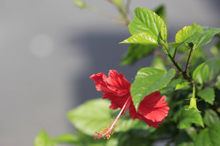moss roseの写真素材