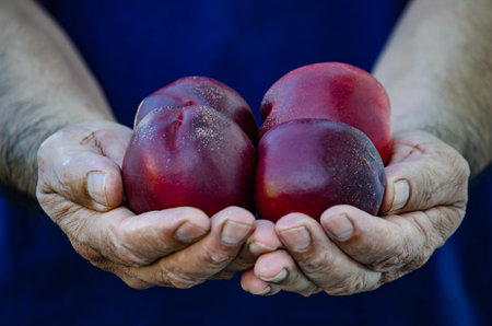 man offering fruitの写真素材