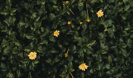 Spring green grass texture with flowers. Top view of green grass with small yellow flowers background texture, flowers on grassの写真素材