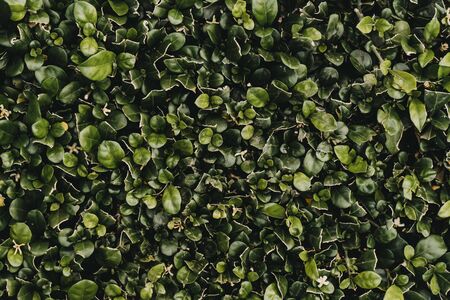 Spring green grass texture with flowers. Top view of green grass with small yellow flowers background texture, flowers on grassの写真素材