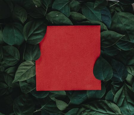 Creative layout made of flowers and leaves with paper card. Flat lay. Square frame, Creative layout made with green leaves background. Blank for advertising card or invitation. Nature concept. Summer poster.の写真素材