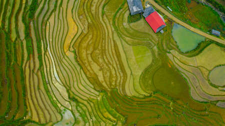 Aerial top view of paddy rice terraces, green agricultural fields in countryside or rice field...