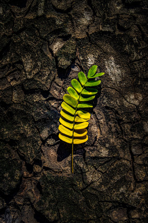 Beautiful leaves with gradient green and yellow color on tree bark texture. Oak wood background. Dry log material cracked surface. Abstract rustic hardwood timber. Concept of aging, growth, death.の写真素材