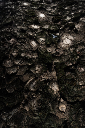 Bark pattern is seamless texture from tree. Oak wood background. Old trunk pattern. Dry log material cracked surface. Abstract rustic hardwood timber. Natural forest materialの写真素材
