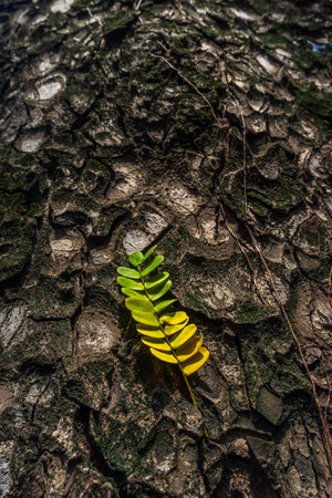 Beautiful leaves with gradient green and yellow color on tree bark texture. Oak wood background. Dry log material cracked surface. Abstract rustic hardwood timber. Concept of aging, growth, death.の写真素材
