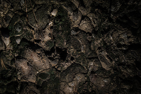 Bark pattern is seamless texture from tree. Oak wood background. Old trunk pattern. Dry log material cracked surface. Abstract rustic hardwood timber. Natural forest materialの写真素材