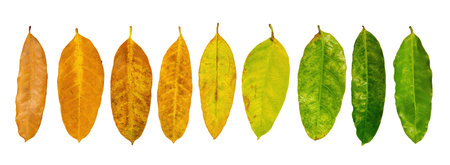Different colors of leaves plants on white background that indicate stage of life. Concept of transition and variation, birth to death, aging, growth, death. Cradle to grave. Nature texture.の写真素材